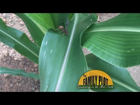 Q&amp;A - Are the wasps on my corn beneficial?