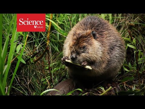 Beaver dams without beavers?