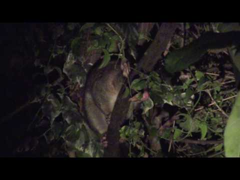 Brushtail possum making wierd noises