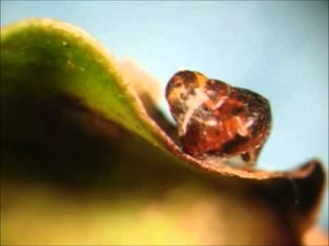 Hawaiian carnivorous case-making caterpillar attacks snails