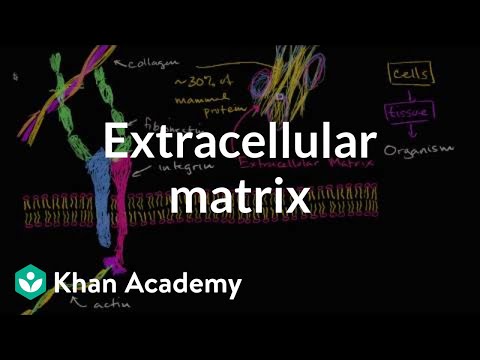 Extracellular matrix | Structure of a cell | Biology | Khan Academy