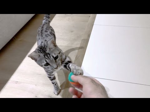 Bengal Cat Playing Fetch