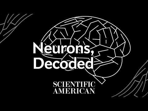 Decoded: You have 86 billion of them inside you, but what are neurons, really?