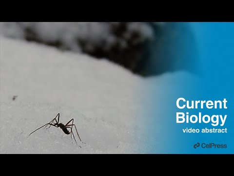Snow flies amputate their legs to survive in cold / Curr. Biol., Sept. 26, 2023 (Vol. 33, Issue 21)