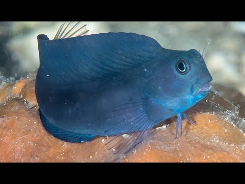 Facts: The Blenny