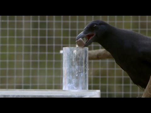 Are Crows the Ultimate Problem Solvers? | Inside the Animal Mind | BBC Earth