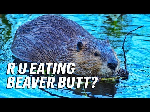 Foods You Eat That Contain Beaver Butt Juice || GutBusted