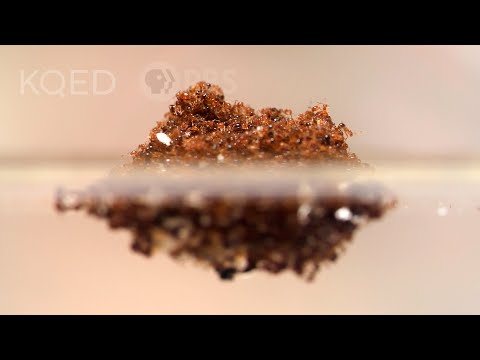 Fire Ants Turn Into a Stinging Life Raft to Survive Floods | Deep Look