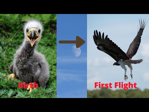 Steppe Eagle - From Birth to First Flight