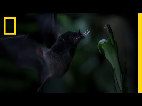 Tube-Lipped Nectar Bat | Untamed Americas
