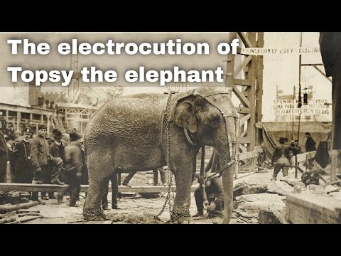 4th January 1903: Topsy the elephant electrocuted at Luna Park in Coney Island, New York