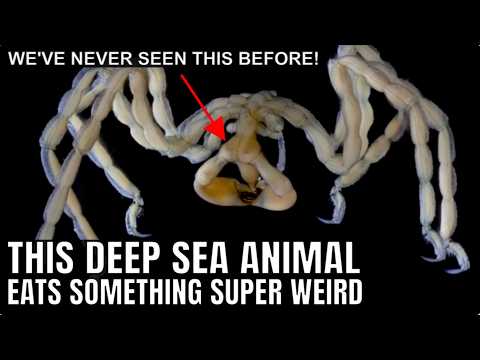 Strange Deep Sea Spiders Eat In a Way We&#039;ve Never Seen Before