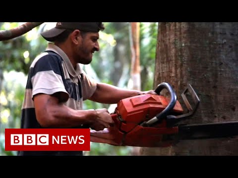 The battle for the Amazon&#039;s future - BBC News