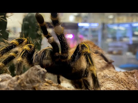 Turning Tarantula Venom into Pain Relief