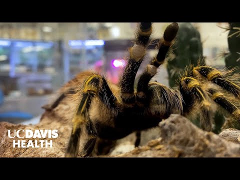 Turning Tarantula Venom into Pain Relief