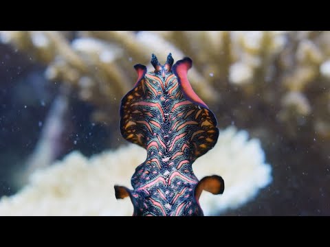 Meet the Penis-Fencing Flatworm | The Mating Game | BBC Earth