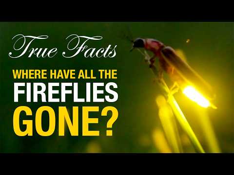 True Facts: Where Have All The Fireflies Gone!