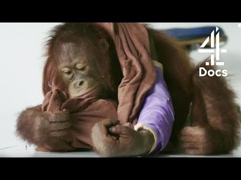 Cute Orangutans End Up In a Tree Accident | Orangutan Jungle School