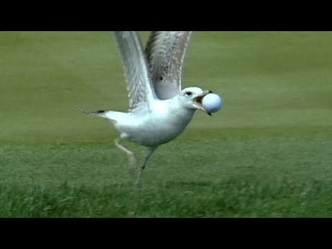 Seagull steals ball on No. 17 at THE PLAYERS in 1998