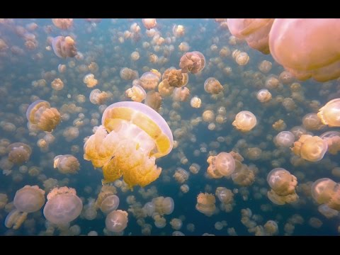 10 Bizarre Quirks Of Ocean Life Caught On Film - 54