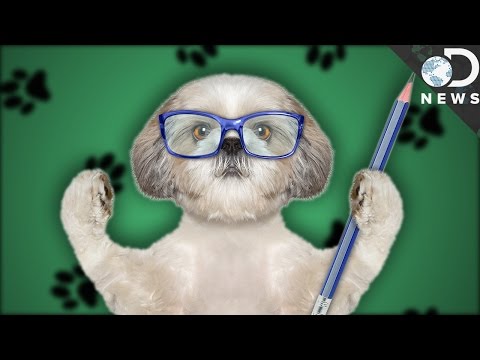 Can Dogs And Cats Be Left-Handed?