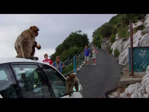 Barbary Macaques in Gibraltar