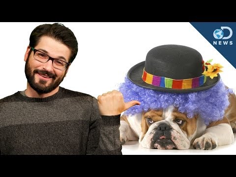 Do Animals Have A Sense of Humor?