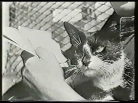 Sidney Horton with simon the ships cat