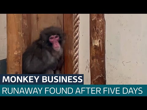 Escaped monkey found roaming Scottish Highlands five days after breaking free | ITV News