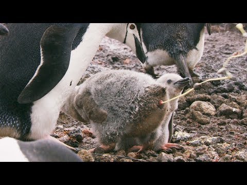 Penguins Might be Cute, but They&#039;re Also Super Gross | Seven Worlds, One Planet | BBC Earth