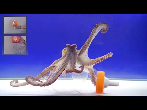 Octopus Intelligence Experiment Takes an Unexpected Turn