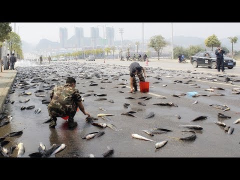 Fish Rain. The Most Unbelievable Types of Rain on the Planet