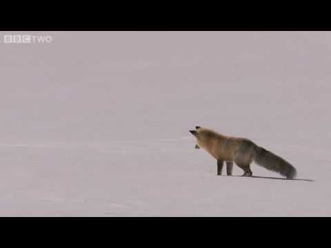 Fox Snow Dive - Yellowstone - BBC Two