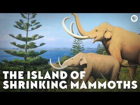 The Island of Shrinking Mammoths