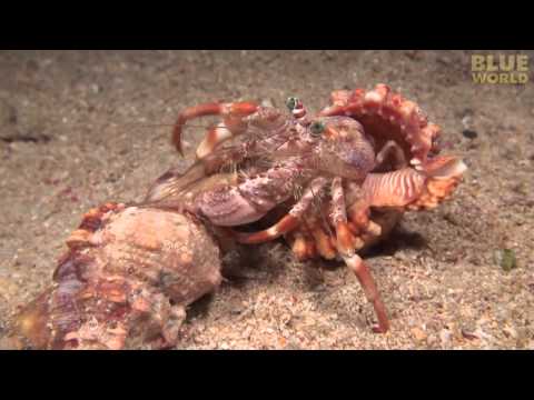 Incredible footage of hermit crab changing shells with anemones!
