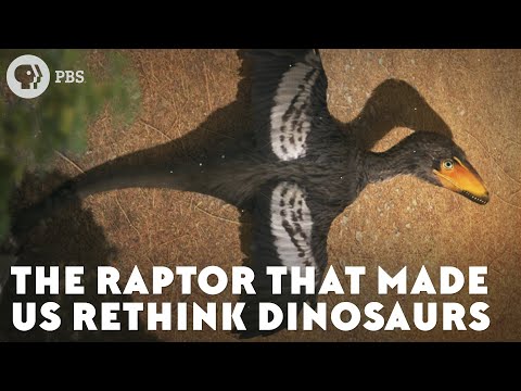 The Raptor That Made Us Rethink Dinosaurs