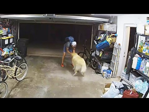 Suspect stops to pet dog before stealing bike from garage