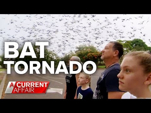 Queensland town under siege by bat invasion | A Current Affair