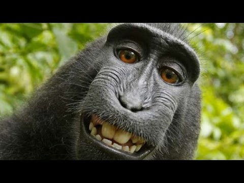 Monkey selfie stirs up monkey business