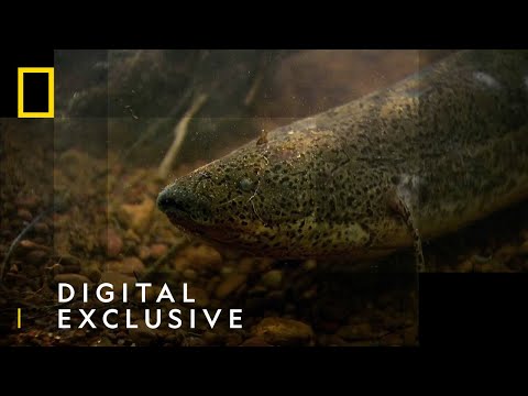 The African Lungfish | National Geographic UK