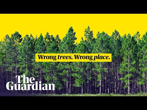 How we get tree planting wrong | It&#039;s Complicated