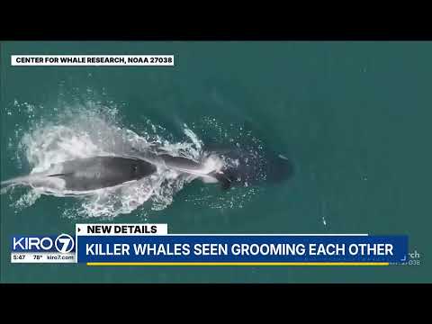 Killer whales seen grooming each other