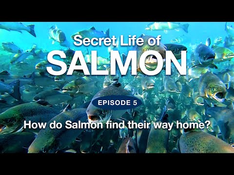 Secret Life of Salmon | Episode 5 - &quot;How do Salmon find their way home?&quot;
