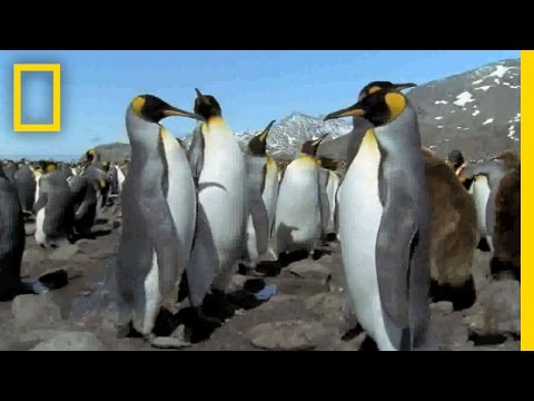 Mutant All-Black Penguin Found | National Geographic