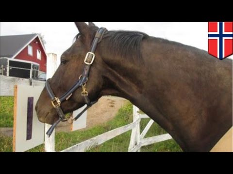 Animal language? Researchers in Norway teach horses to communicate through symbols - TomoNews