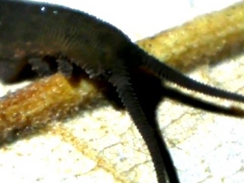 Velvet Worm (Onychophore)