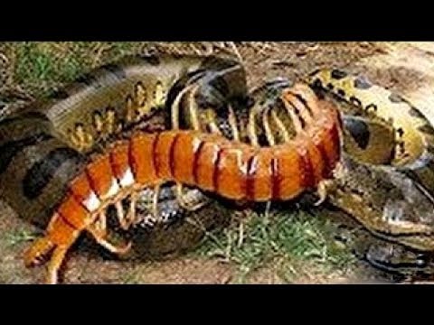 Giant Centipede kills a Snake in just 3 minutes!!!