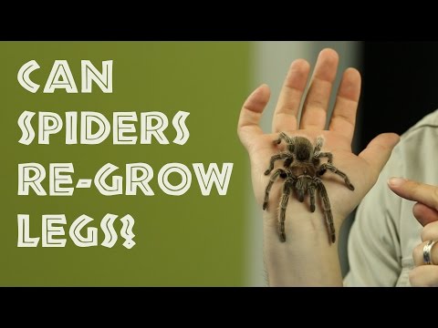 Episode #8 - Can Spiders Re-Grow Their Legs?
