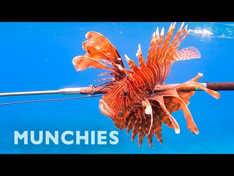 Hunting &amp; Eating The Venomous Lionfish