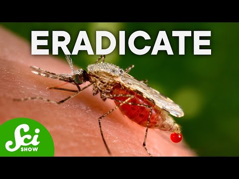 What Would Happen if Mosquitoes Went Extinct?